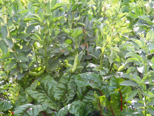 Broad Beans growing