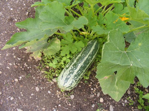 Cucumber growing