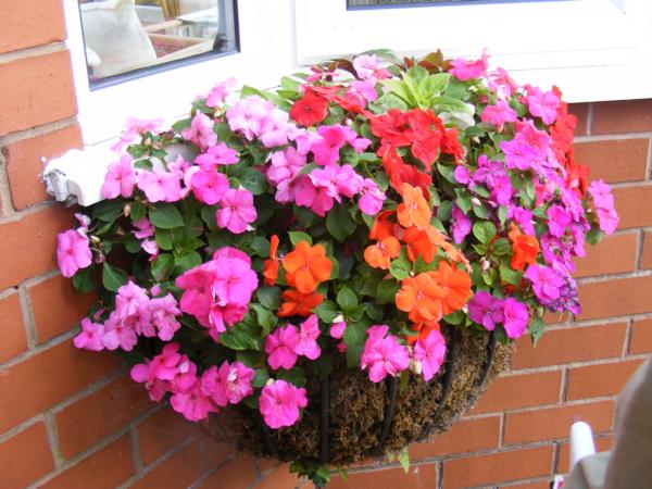 hanging basket with pink flowers