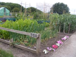 Allotment with pink flowers