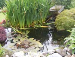 Pond with lily pads and reeds