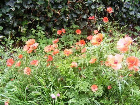 Poppies