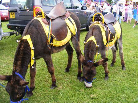 Donkeys