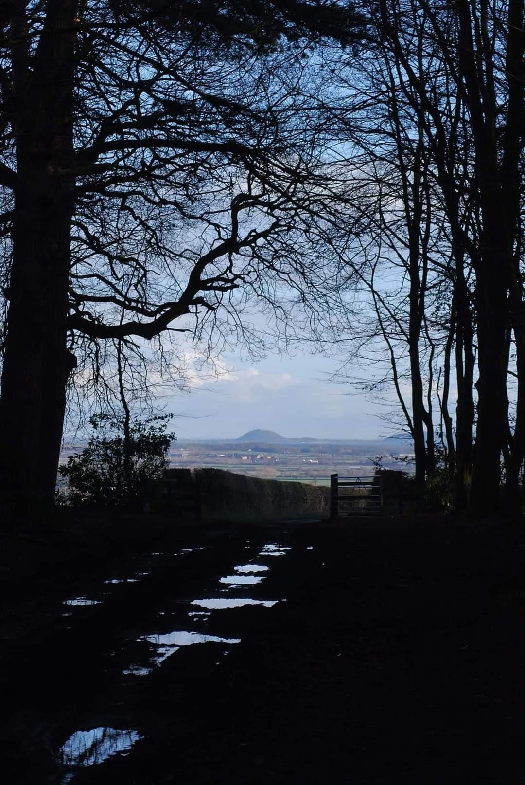 A path through the trees at early morning