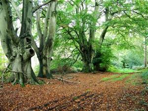 Woodland Path